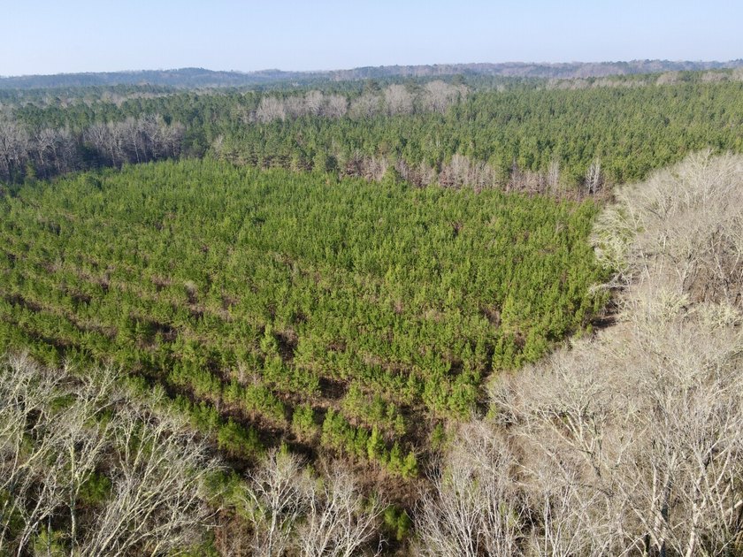 This waterfront, diverse Black Belt hunting and timber - photo 34