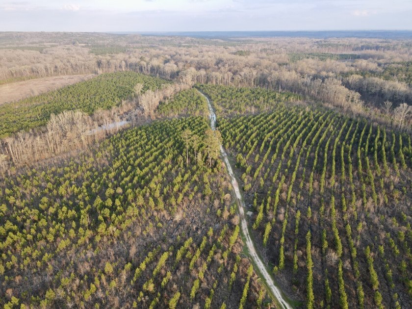 This waterfront, diverse Black Belt hunting and timber - photo 37