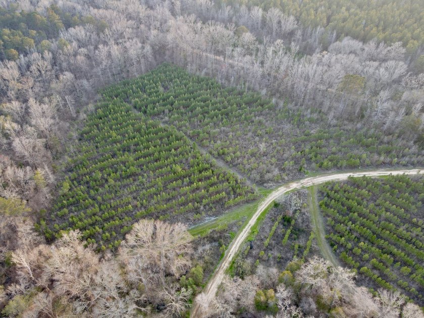 This waterfront, diverse Black Belt hunting and timber - photo 38