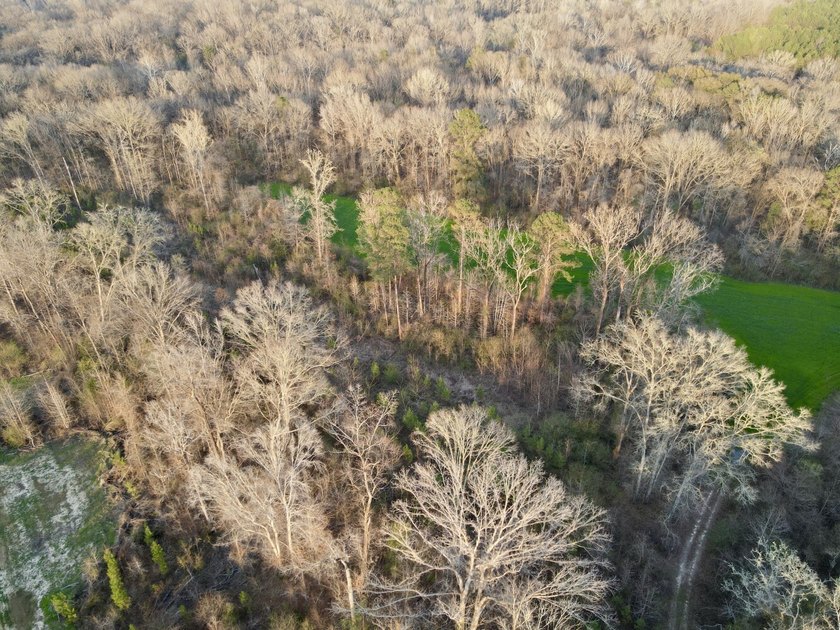 This waterfront, diverse Black Belt hunting and timber - photo 47