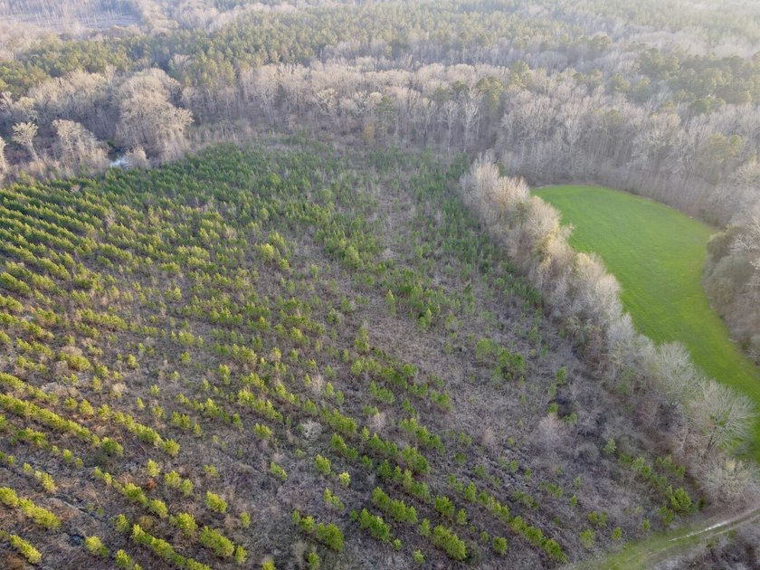 This waterfront, diverse Black Belt hunting and timber - photo 48