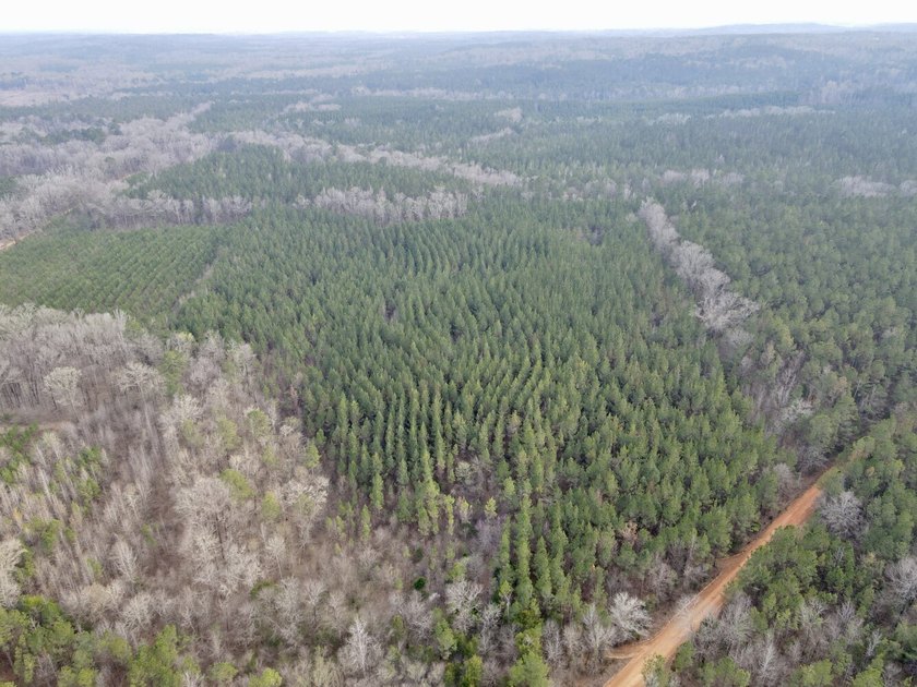 This waterfront, diverse Black Belt hunting and timber - photo 49