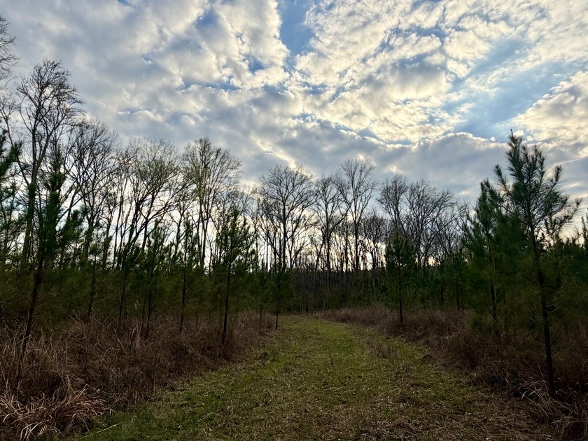 This waterfront, diverse Black Belt hunting and timber - photo 50