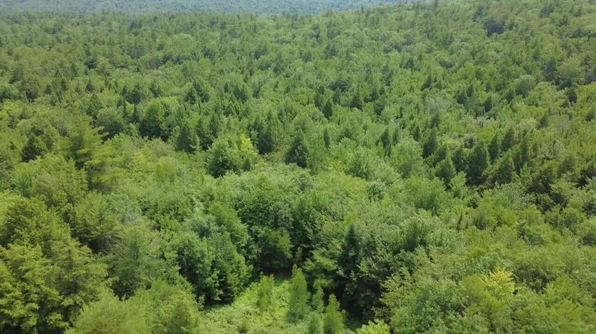 Escape to the peace and beauty of Otisfield with this 15.4-acre - photo 12