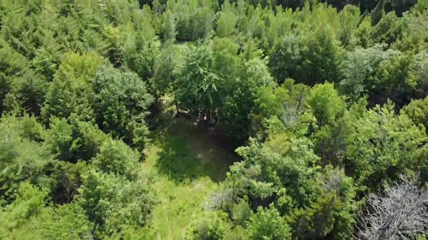 Escape to the peace and beauty of Otisfield with this 15.4-acre - photo 22