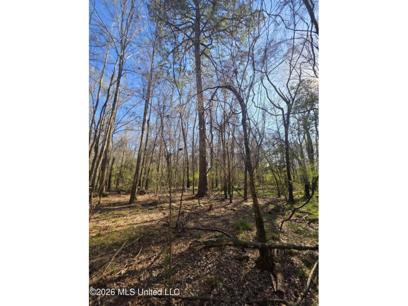 160+/- Acres - Bogue Chitto, Mississippi | Riverfront Hunting - photo 11