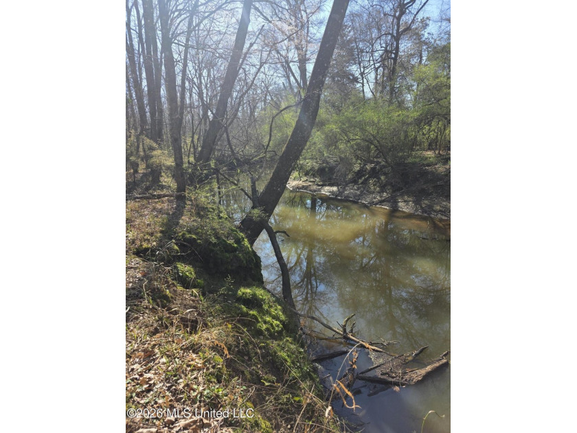 160+/- Acres - Bogue Chitto, Mississippi | Riverfront Hunting - photo 12