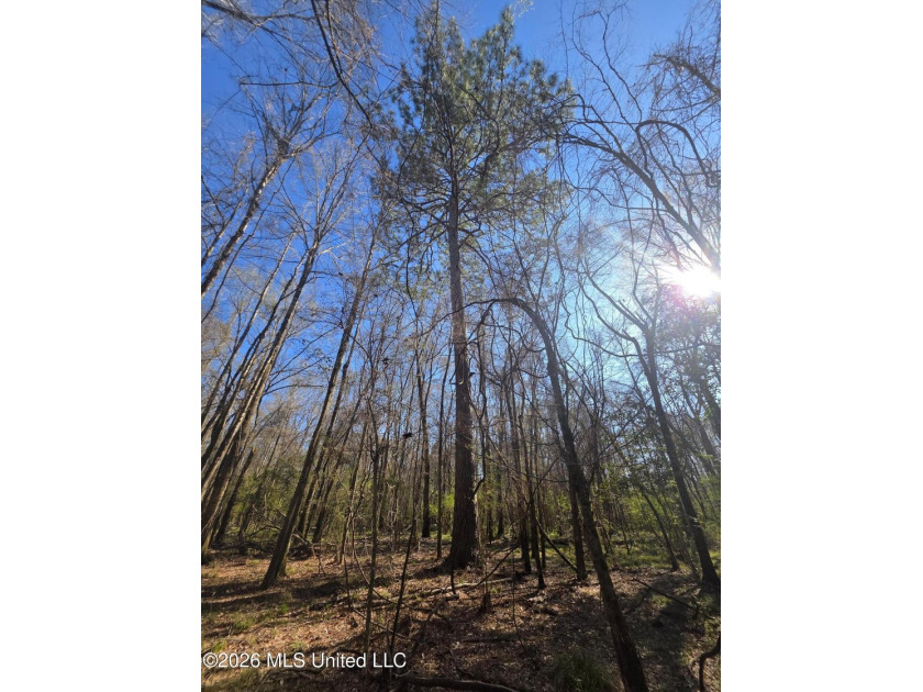 160+/- Acres - Bogue Chitto, Mississippi | Riverfront Hunting - photo 13