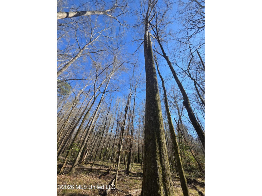 160+/- Acres - Bogue Chitto, Mississippi | Riverfront Hunting - photo 14