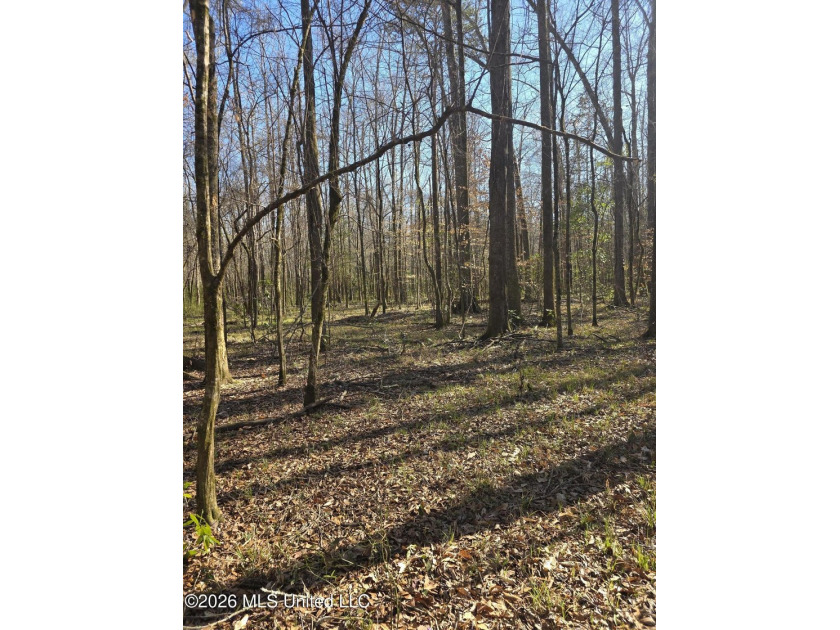 160+/- Acres - Bogue Chitto, Mississippi | Riverfront Hunting - photo 16