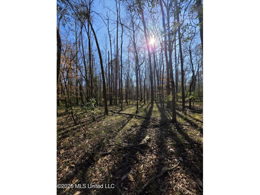 160+/- Acres - Bogue Chitto, Mississippi | Riverfront Hunting - photo 17