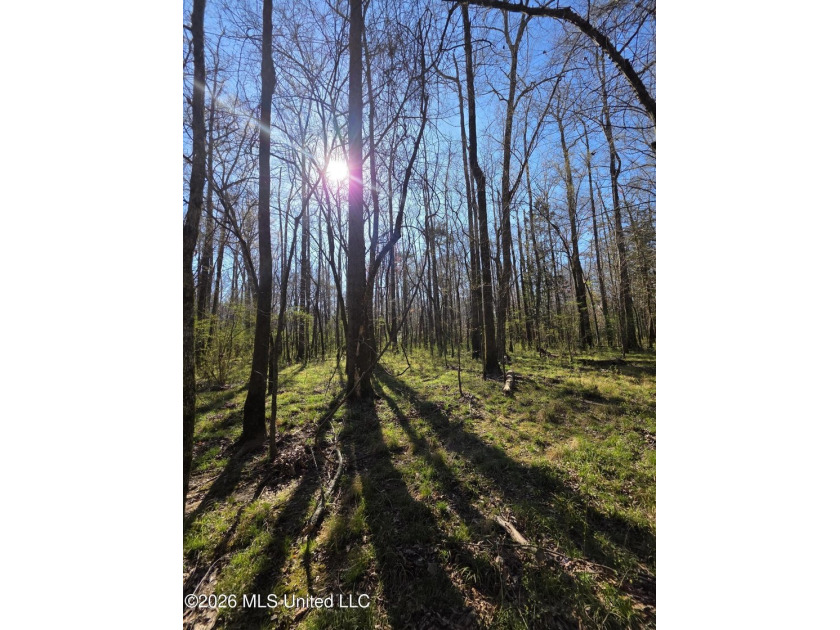 160+/- Acres - Bogue Chitto, Mississippi | Riverfront Hunting - photo 18