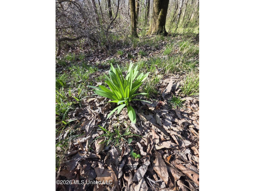 160+/- Acres - Bogue Chitto, Mississippi | Riverfront Hunting - photo 20