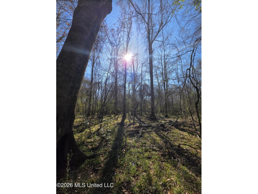 160+/- Acres - Bogue Chitto, Mississippi | Riverfront Hunting - photo 21