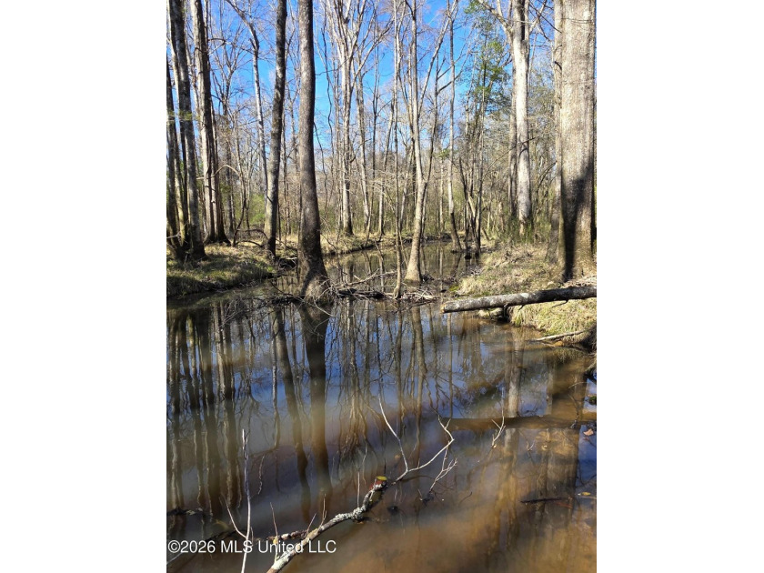 160+/- Acres - Bogue Chitto, Mississippi | Riverfront Hunting - photo 22