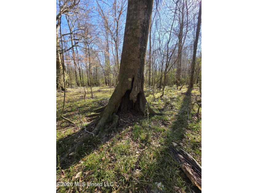 160+/- Acres - Bogue Chitto, Mississippi | Riverfront Hunting - photo 23