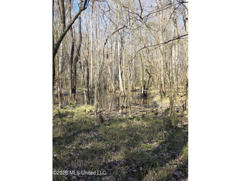160+/- Acres - Bogue Chitto, Mississippi | Riverfront Hunting - photo 25