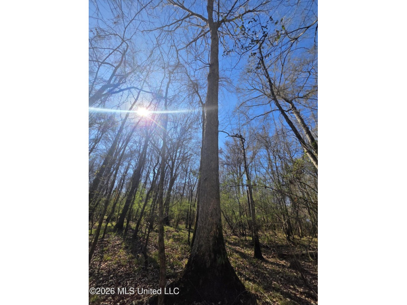 160+/- Acres - Bogue Chitto, Mississippi | Riverfront Hunting - photo 28