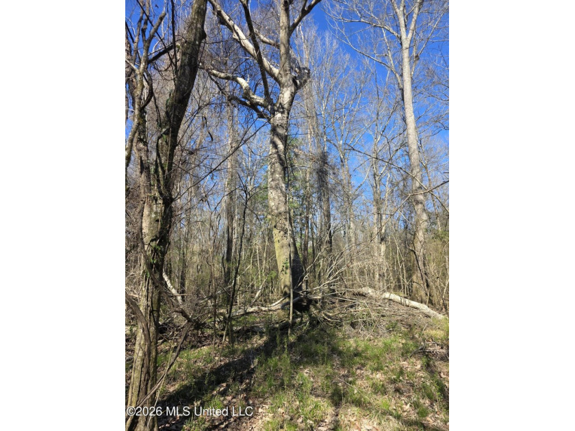 160+/- Acres - Bogue Chitto, Mississippi | Riverfront Hunting - photo 29