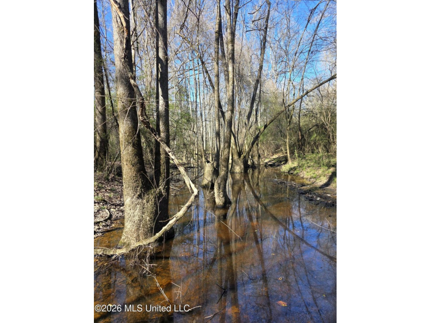 160+/- Acres - Bogue Chitto, Mississippi | Riverfront Hunting - photo 30
