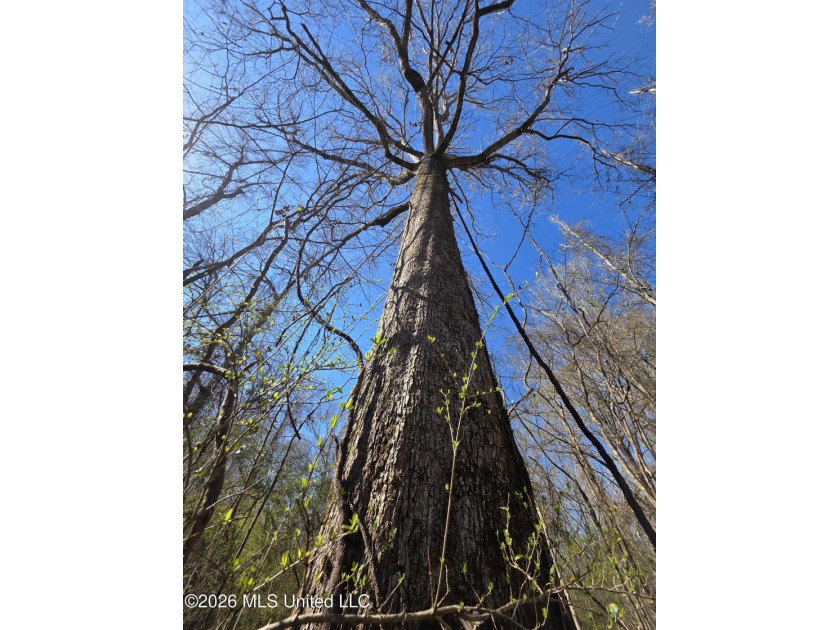 160+/- Acres - Bogue Chitto, Mississippi | Riverfront Hunting - photo 32