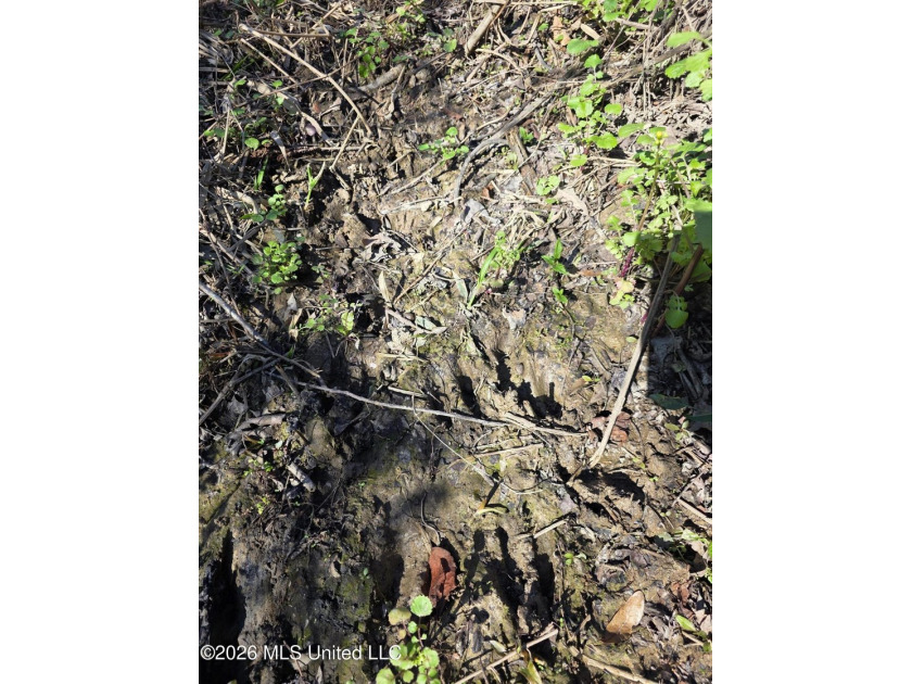160+/- Acres - Bogue Chitto, Mississippi | Riverfront Hunting - photo 33