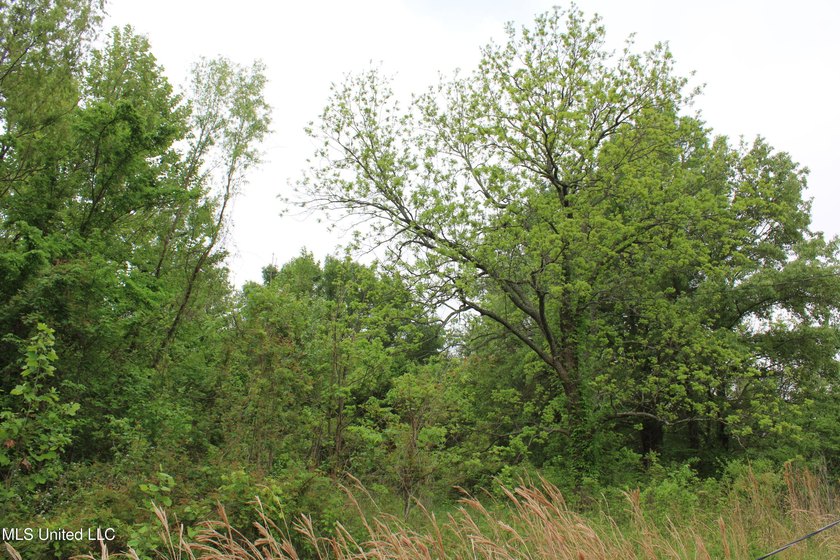 93+/- acres with long frontage on Hwy 302 (Goodman Rd) and also - photo 21