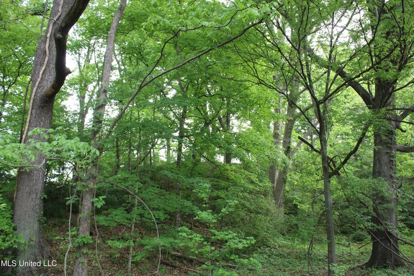 93+/- acres with long frontage on Hwy 302 (Goodman Rd) and also - photo 23