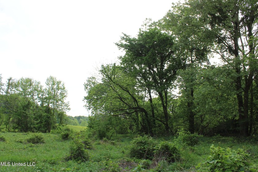 93+/- acres with long frontage on Hwy 302 (Goodman Rd) and also - photo 31