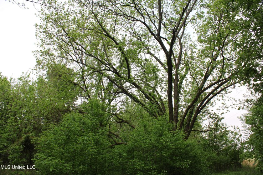 93+/- acres with long frontage on Hwy 302 (Goodman Rd) and also - photo 48