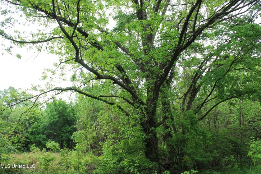 93+/- acres with long frontage on Hwy 302 (Goodman Rd) and also - photo 49
