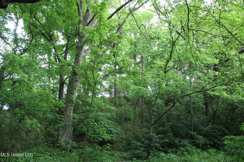 93+/- acres with long frontage on Hwy 302 (Goodman Rd) and also - photo 50