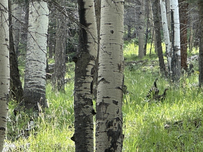 Enjoy all the wildlife and tranquility from this beautiful - photo 6