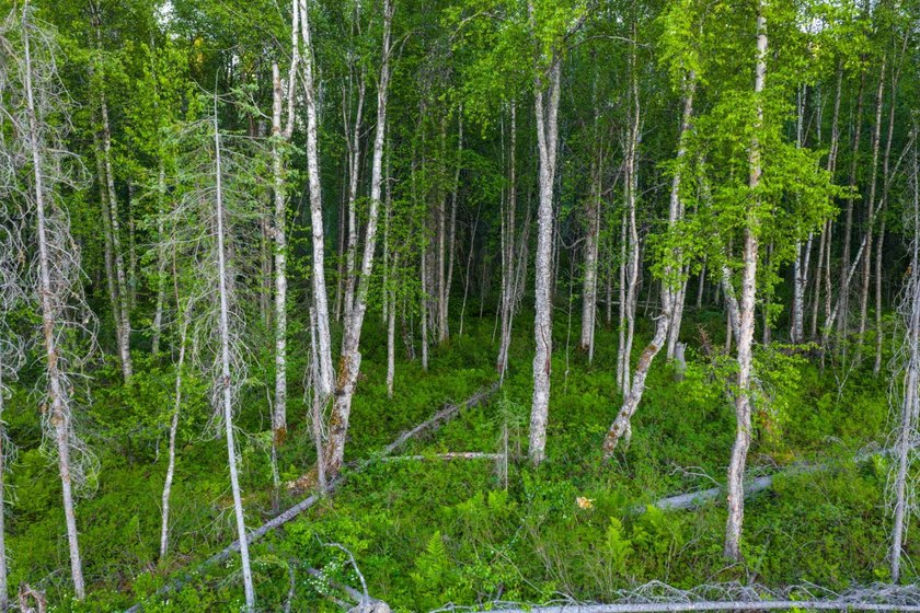 Take a look at this beautiful 3.62 +/- acre property (Unit 77) - photo 36