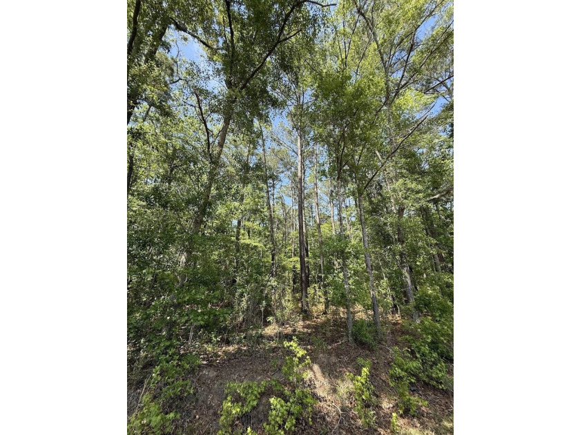 This is one listing you don't want to pass by. This 37.3 acre - photo 4