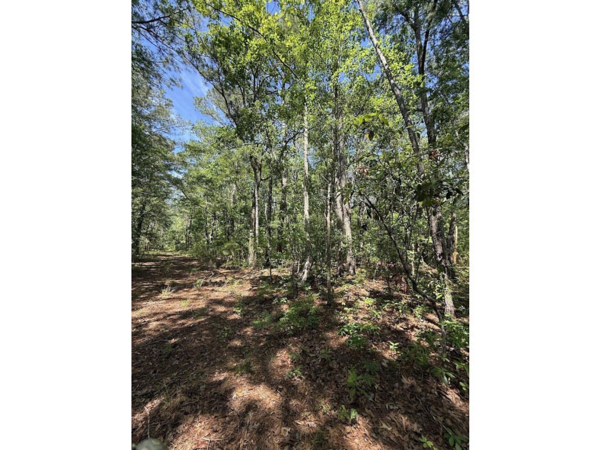 This is one listing you don't want to pass by. This 37.3 acre - photo 7