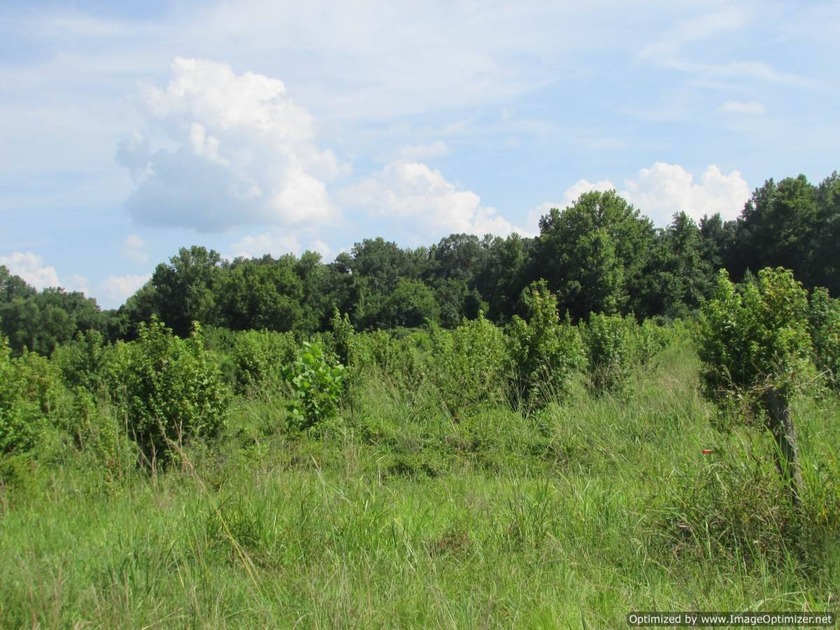 72.5 acres of open pastureland with dirt work started for a lake - photo 3