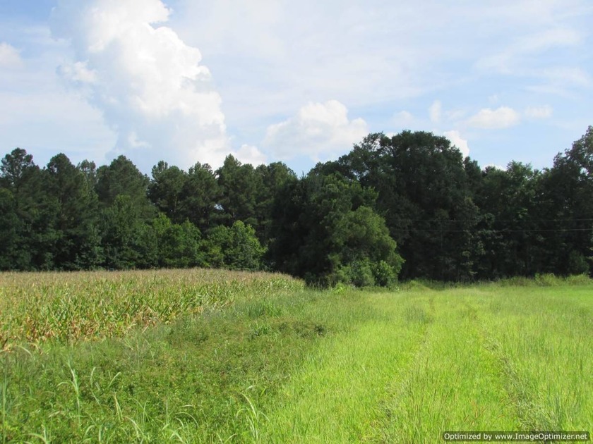 72.5 acres of open pastureland with dirt work started for a lake - photo 5