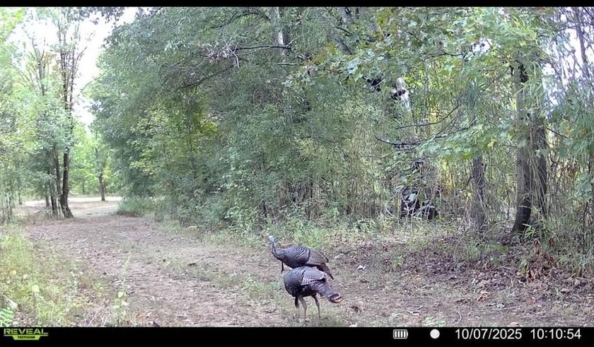 It's almost unheard of to find solid duck, deer, AND turkey - photo 15