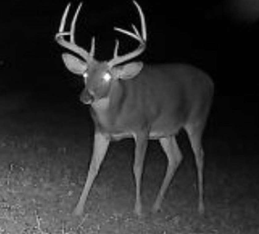 It's almost unheard of to find solid duck, deer, AND turkey - photo 22