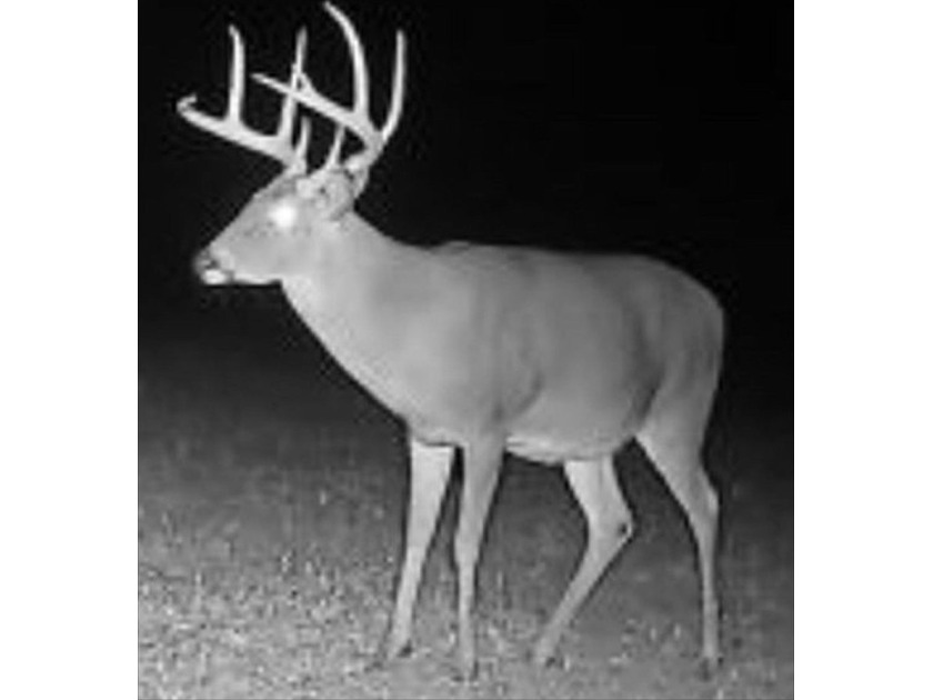 It's almost unheard of to find solid duck, deer, AND turkey - photo 25