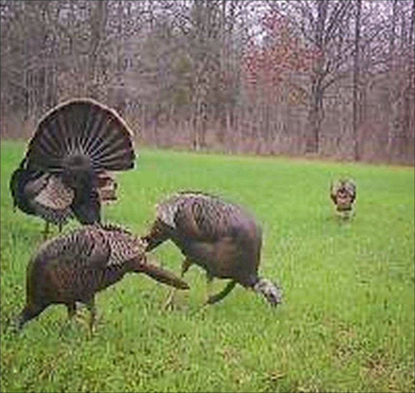 It's almost unheard of to find solid duck, deer, AND turkey - photo 31