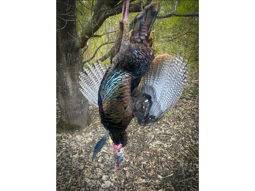It's almost unheard of to find solid duck, deer, AND turkey - photo 35