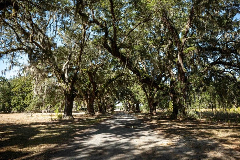 Historic Mauricena Plantation Lot number 7 - Georgetown - photo 4