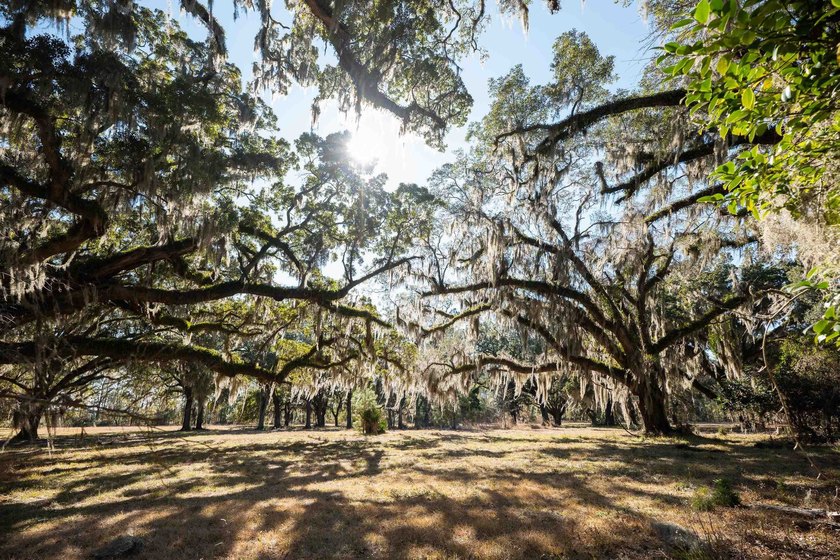 Historic Mauricena Plantation Lot number 7 - Georgetown - photo 8