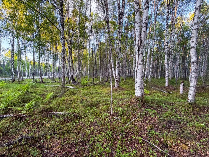 Take a look at this beautiful 7.82 +/- acre property in Baldy - photo 50