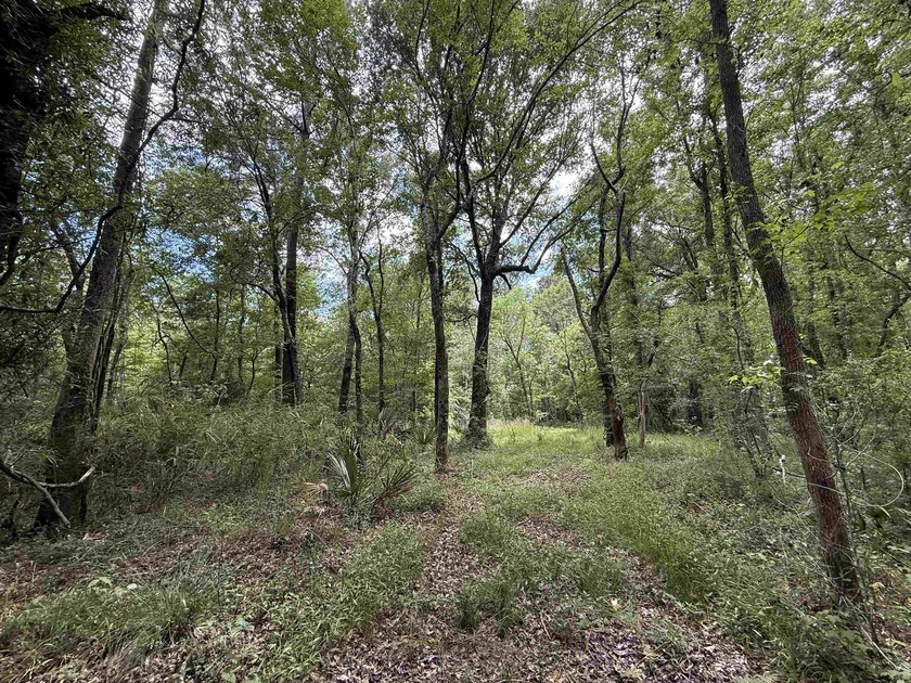 17.80 acres located on Pennyroyal Road in Georgetown offering - photo 3