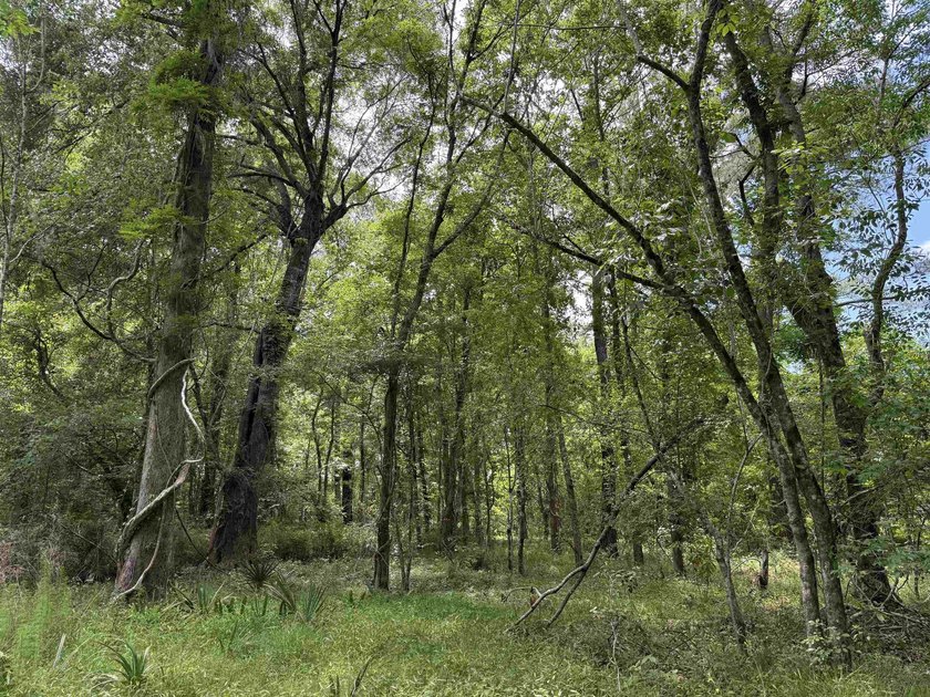 17.80 acres located on Pennyroyal Road in Georgetown offering - photo 4