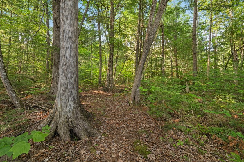 Discover a rare opportunity on Bill Green Pond with this - photo 43