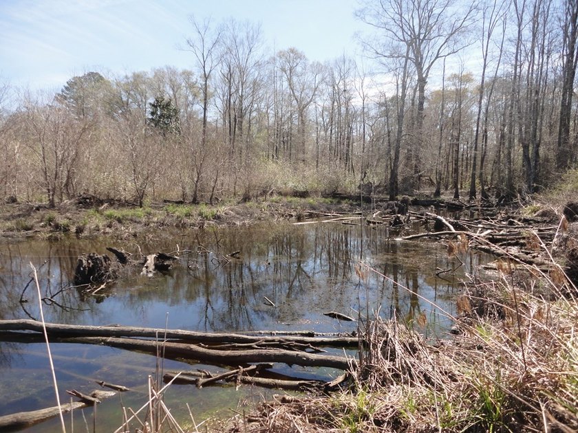 The 196 acre parcel of land located at 226 Blue Lake Road Petal - photo 13